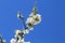 Beautiful white flowers of apple and blue sky