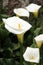 Beautiful white flowers of arum lily or calla lily