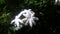 Beautiful white flowers bloom at home garden in sri lanka