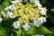 Beautiful white flowers of blooming Cranberry bush