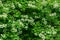 Beautiful white flowers of blooming Viburnum opulus on dark green background.  Viburnum opulus large, deciduous shrub