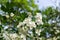 Beautiful white flowers on a blossom hawthorn shrub