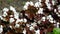 Beautiful white flowers with brown leaves