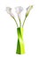 Beautiful white flowers Calla in green vase.