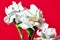 Beautiful white flowers carnations