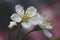 Beautiful white flowers of cherry Prunus subg. Cerasus, on unsharp gray-coral background. Macro