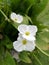 Beautiful white flowers closeup