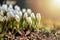 Beautiful white flowers in the contra light. Young spring flowers with unopened delicate buds