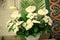Beautiful white flowers decorating the altar in the church