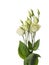 Beautiful white flowers eustoma