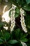 Beautiful white flowers hang from a pieris shrub