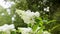 Beautiful white flowers of hydrangea paniculata close up