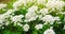 Beautiful white flowers Iberis  candytuft  in a sunny garden. Spring flower. Close-up. Soft selective focus