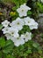 The beautiful white flowers image at the garden