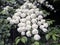 Beautiful white flowers on a Japanese snowball bush