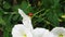 Beautiful White Flowers with Little Ladybug Walking.