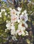 Beautiful white flowers on a pear tree branch. A mature fruiting spur. Spring flowering orchard