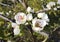 Beautiful white flowers on a pear tree branch. A mature fruiting spur. Spring flowering orchard.