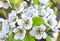 Beautiful white flowers on a pear tree branch. A mature fruiting spur. Spring flowering orchard.