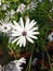 Beautiful white flowers on the plant people make happy