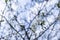 Beautiful white flowers and plum buds Prunus domestica, against a blue sky