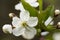 Beautiful white flowers and plum buds Prunus domestica, on a blurred background. Macro