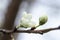 Beautiful white flowers and plum buds Prunus domestica with transparent water droplets after the rain, on a blurred background.