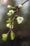 Beautiful white flowers and plum buds Prunus domestica with transparent water droplets after the rain, on a blurred background.