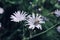 Beautiful white flowers purple with wasp inside close up flower blooming wild flower