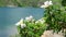 Beautiful white flowers of rosehip bushes waving in the wind on the background of a beautiful mountain lake