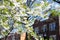 Beautiful White Flowers during Spring in front of Old Brick Homes in Astoria Queens New York