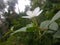 Beautiful White Flowers in Sri Lanka.