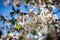 Beautiful white flowers on a Sunny spring day