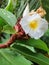 Beautiful White Flowers, Thebu Herbal Plants Srilanka