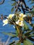 Beautiful white flowers of a tropical plant