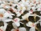 Beautiful white flowers (tung flower) with red stamens topped Romantic atmosphere