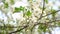 Beautiful white flowery fruit tree under a blue sky in spring. Cherry blossoms