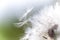 Beautiful white fluffy dandelion closeup seeds,