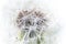 Beautiful white fluffy dandelion closeup seeds,