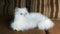 Beautiful White fluffy Persian Cat on the sofa. Blue eyes, fluffy tail. Sweet lovely longhaired cat