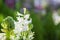 Beautiful white fragrant spring blossoming hyacinth with colourful green background