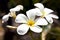 Beautiful white frangipani flowers