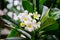 Beautiful White frangipani flowers, plumeria flowers blooming on tree