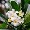 Beautiful White frangipani flowers, plumeria flowers blooming on tree