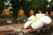 Beautiful white Frangipani/Plumeria flower fall on the floor