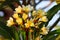 beautiful white frangipani (plumeria) flowers. taken in the morning.