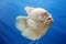 Beautiful white freshwater fish Osphronemus goramy swims in blue water