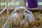 Beautiful white fur sheep, Ovis aries, in a pen at the county fair