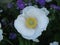 Beautiful White garden poppy flower with yellow and green central parts