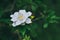 Beautiful white gardenias, evergreen shrubs